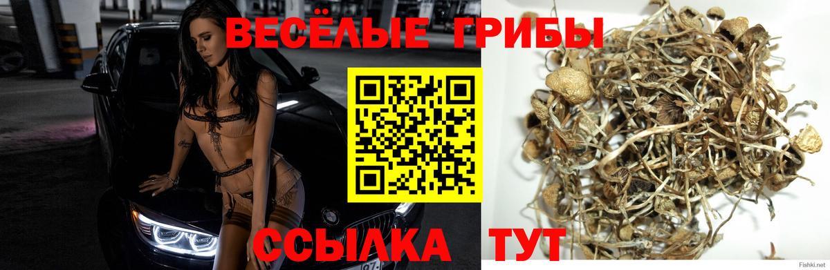 Псилоцибиновые грибы ЛСД Грозный